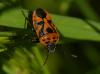 Eurydema ornata